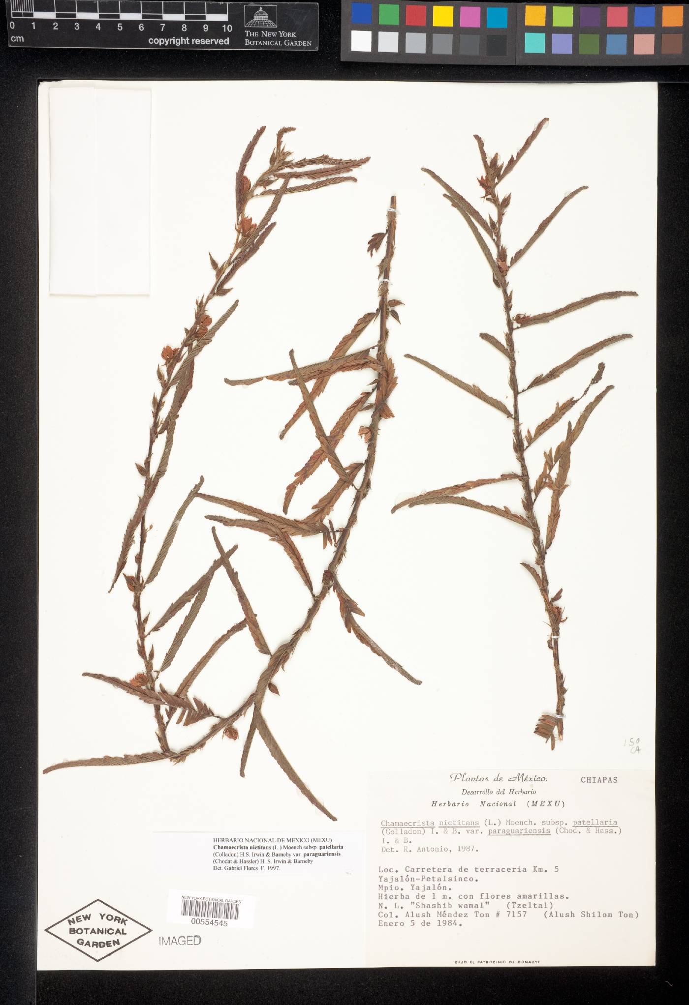 Chamaecrista nictitans var. paraguariensis image