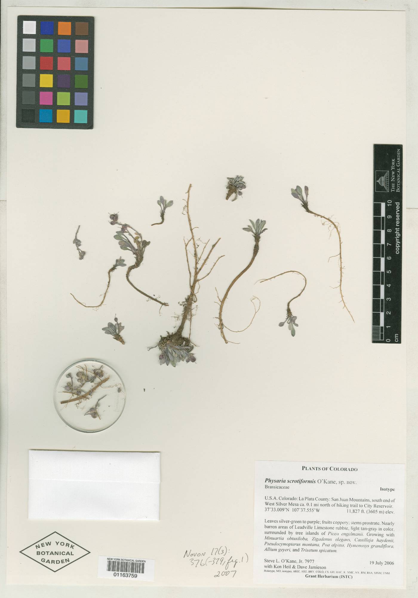 Physaria scrotiformis image