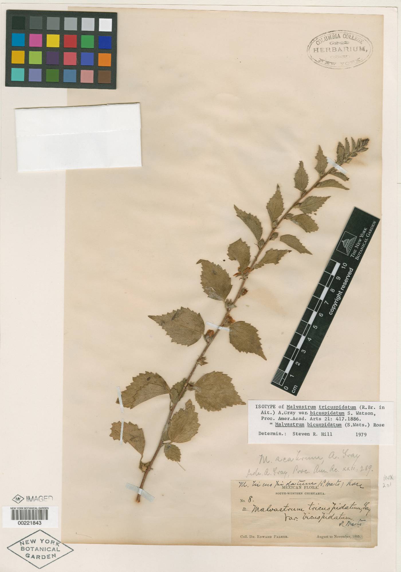 Malvastrum bicuspidatum subsp. bicuspidatum image