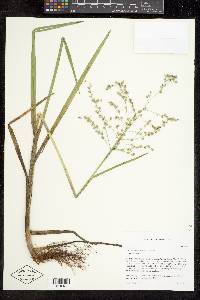 Glyceria canadensis image