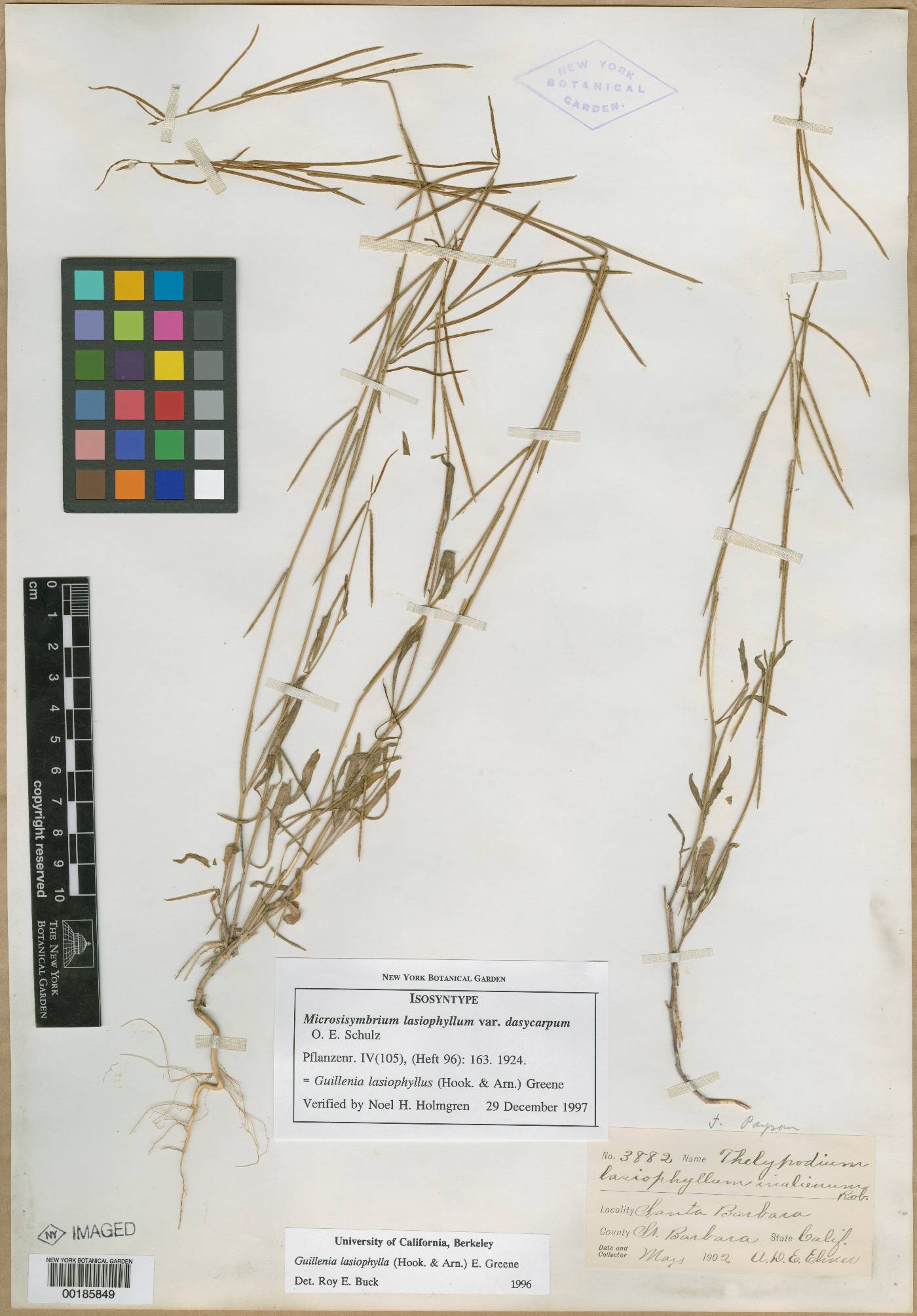 Microsisymbrium lasiophyllum image