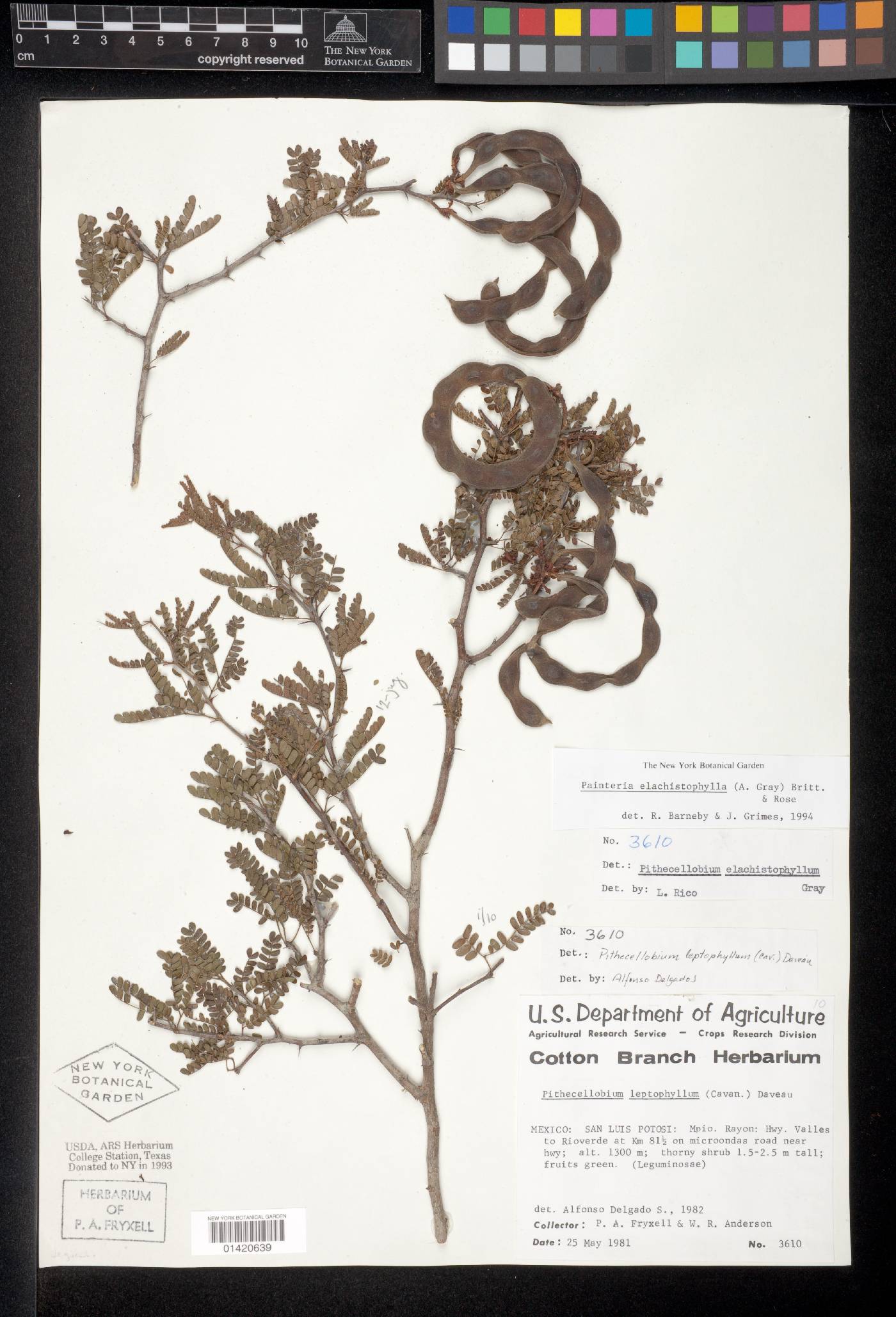 Painteria elachistophylla image
