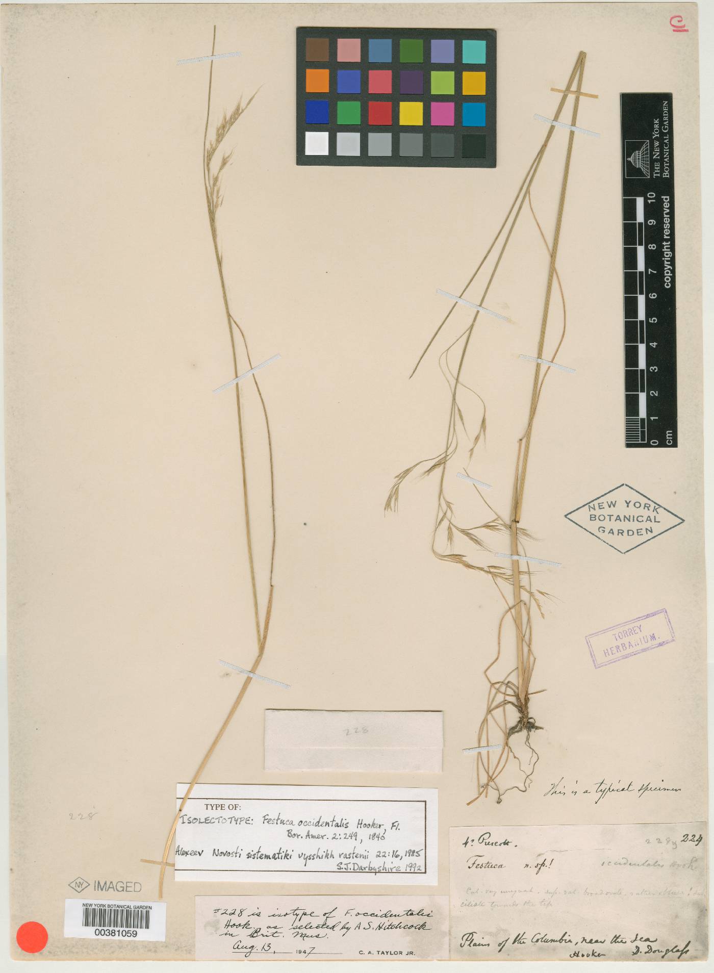 Festuca occidentalis image