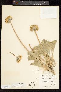 Enceliopsis nudicaulis var. nudicaulis image