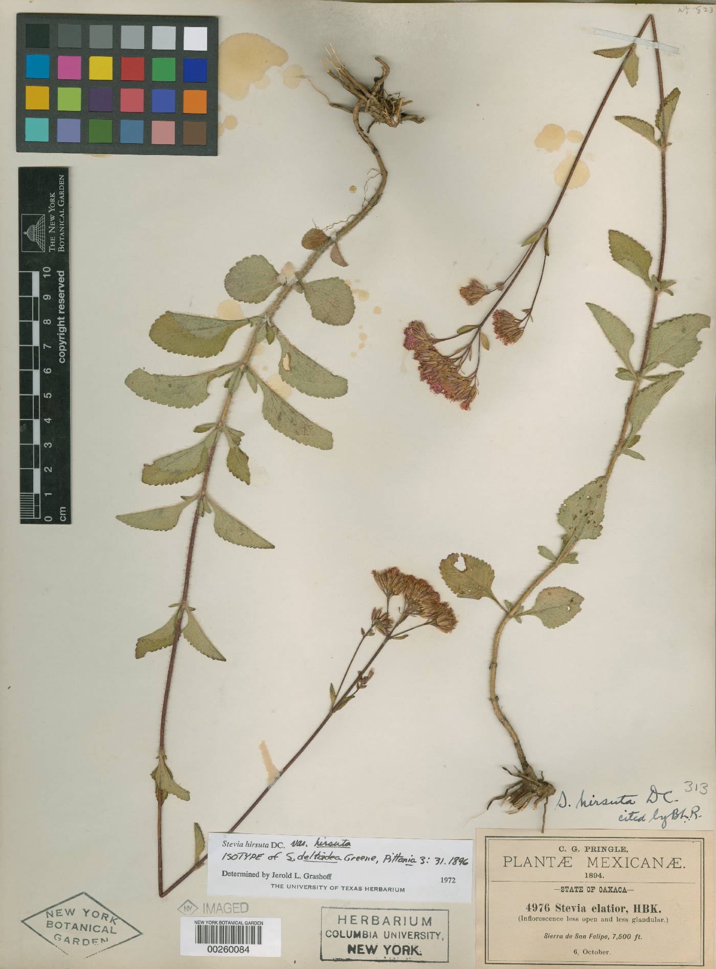 Stevia deltoidea image