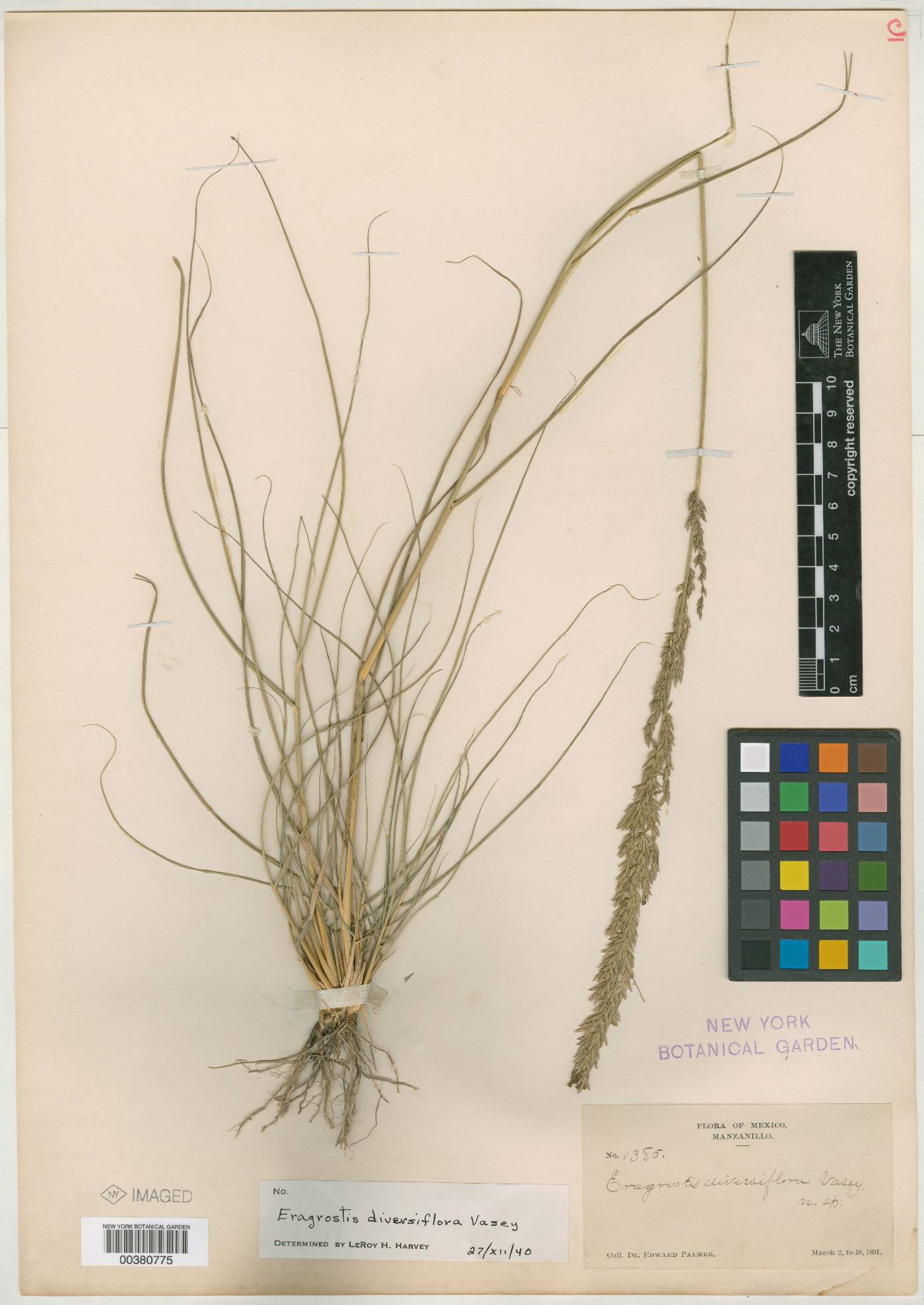 Eragrostis prolifera image