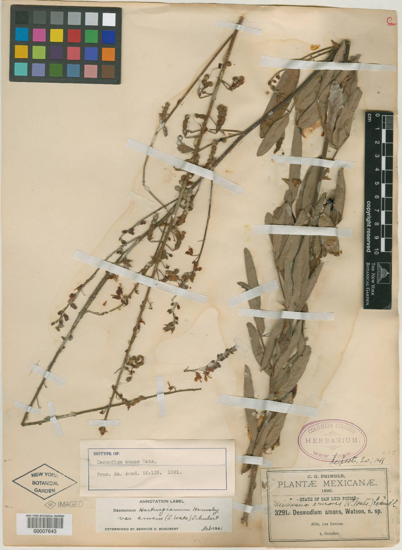 Desmodium hartwegianum var. amans image