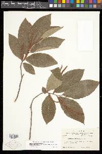 Castanea pumila var. ozarkensis image