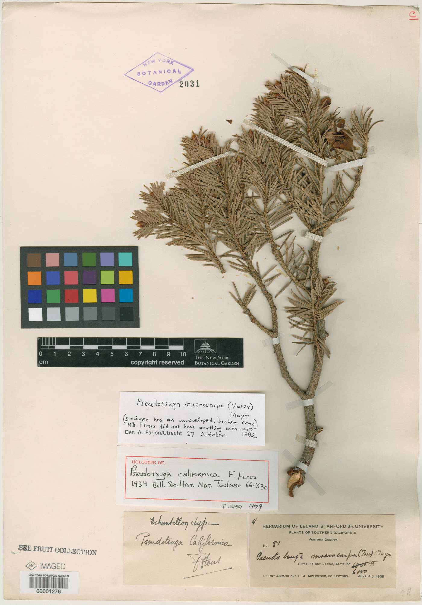 Pseudotsuga californica image