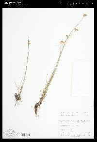 Juncus tenuis var. tenuis image