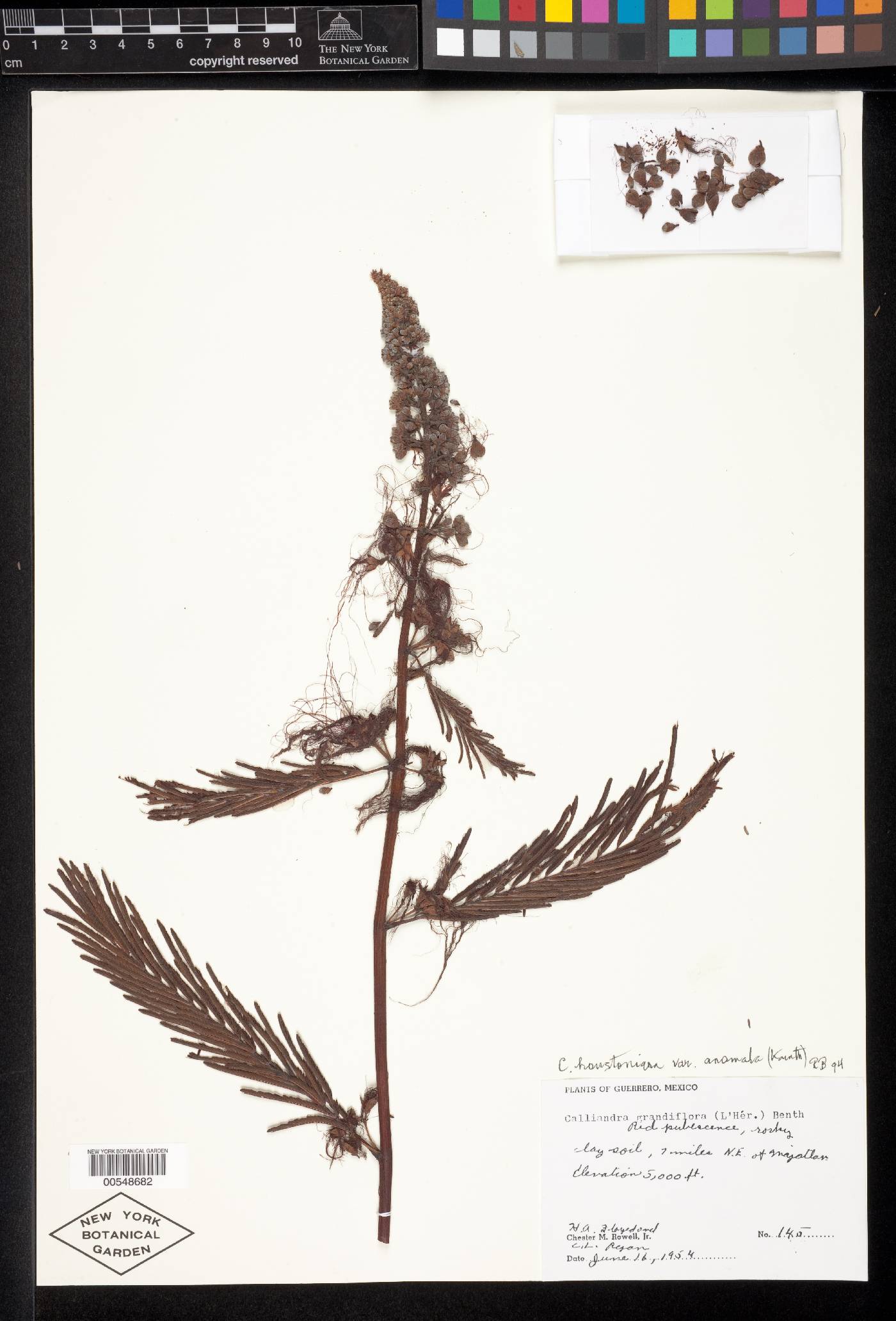 Calliandra houstoniana var. anomala image