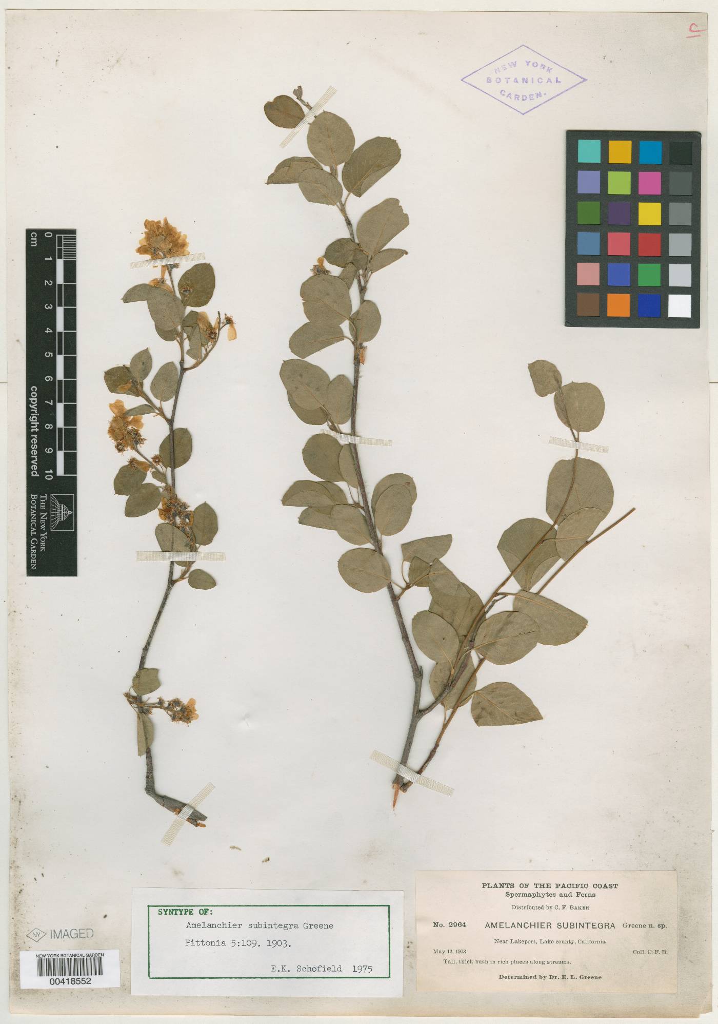 Amelanchier subintegra image