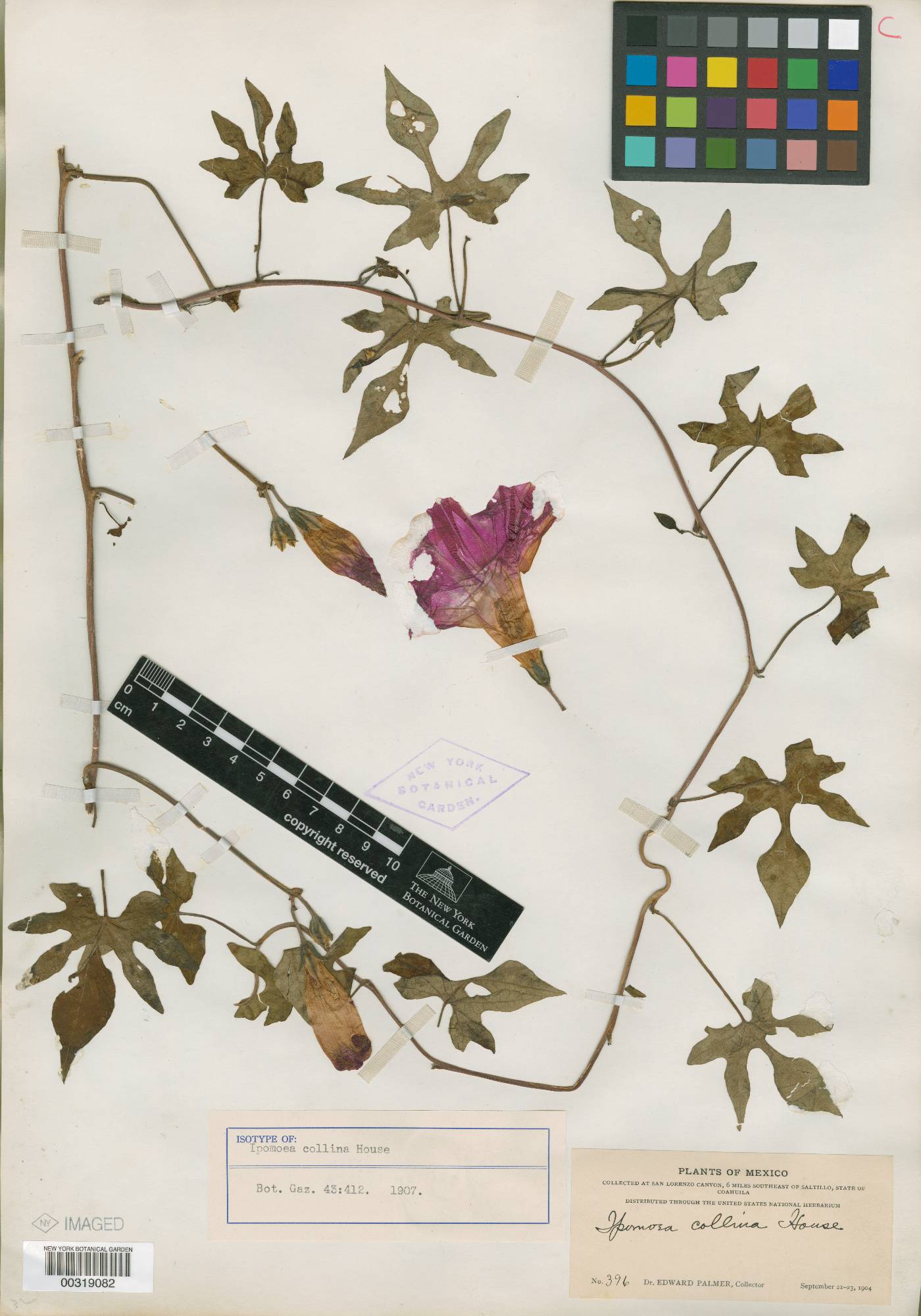 Ipomoea orizabensis image