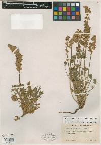 Lupinus sellulus image