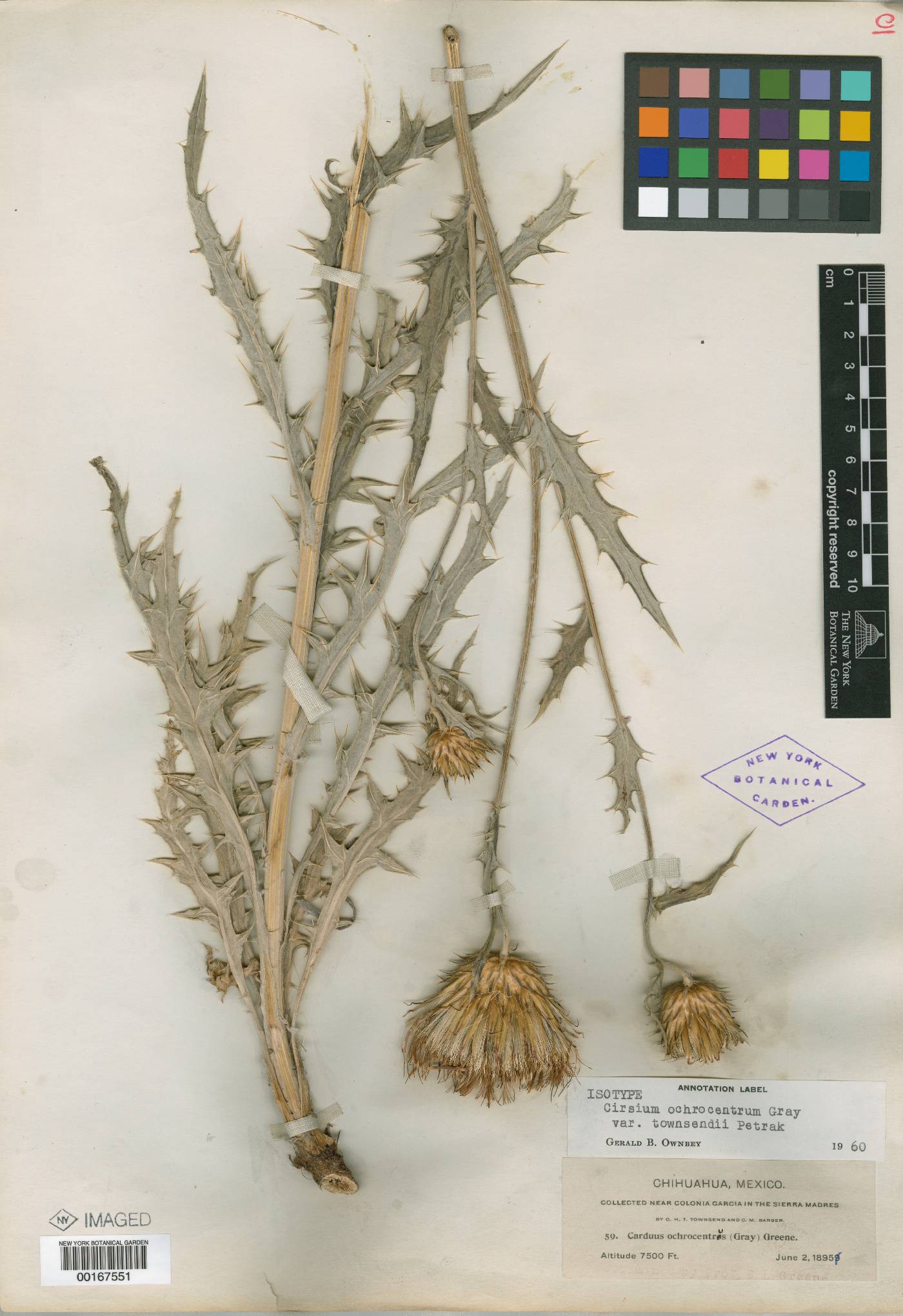 Cirsium ochrocentrum var. townsendii image