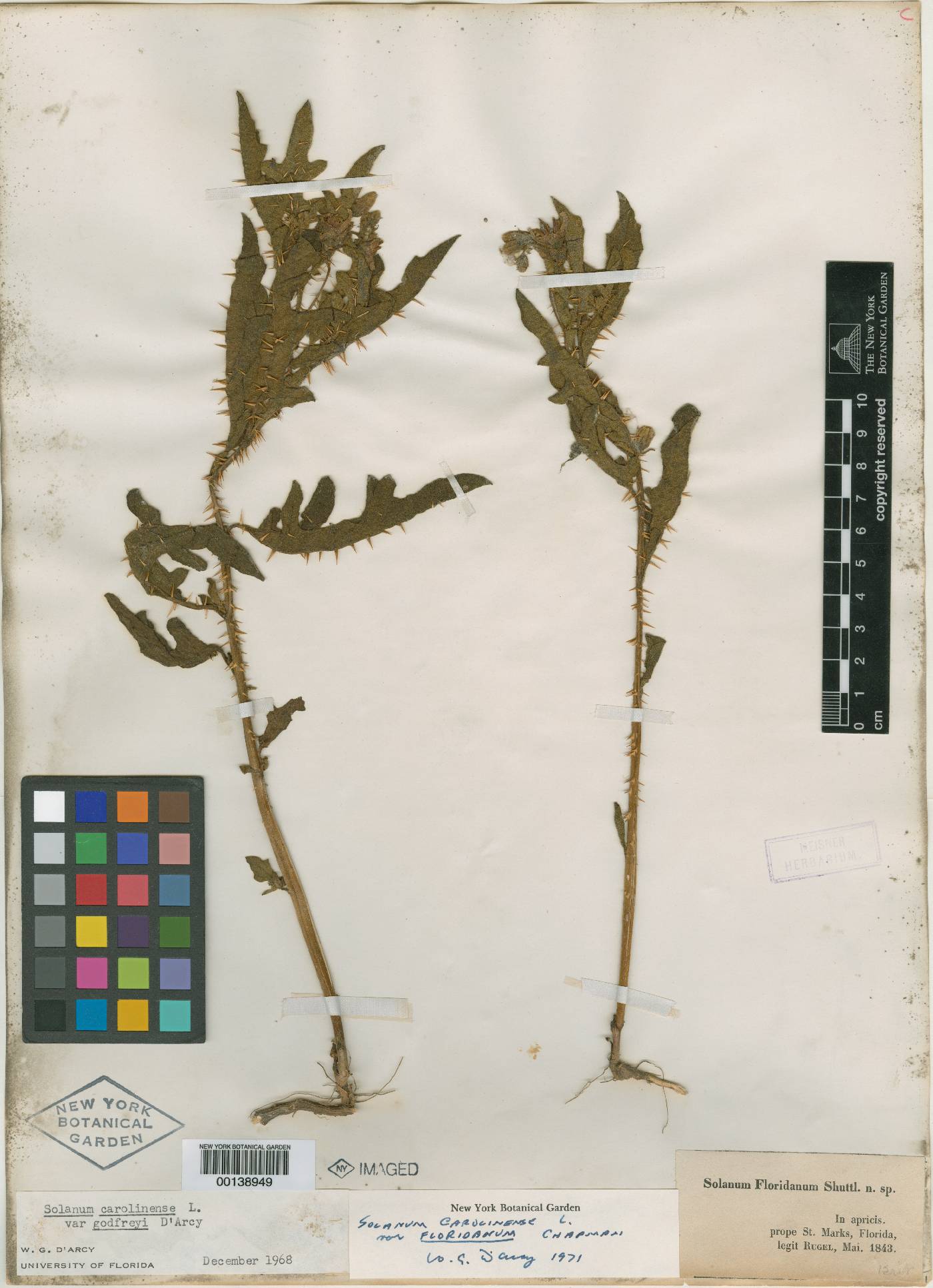 Solanum floridanum image