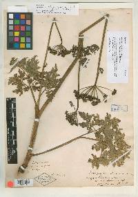 Pimpinella apiodora image