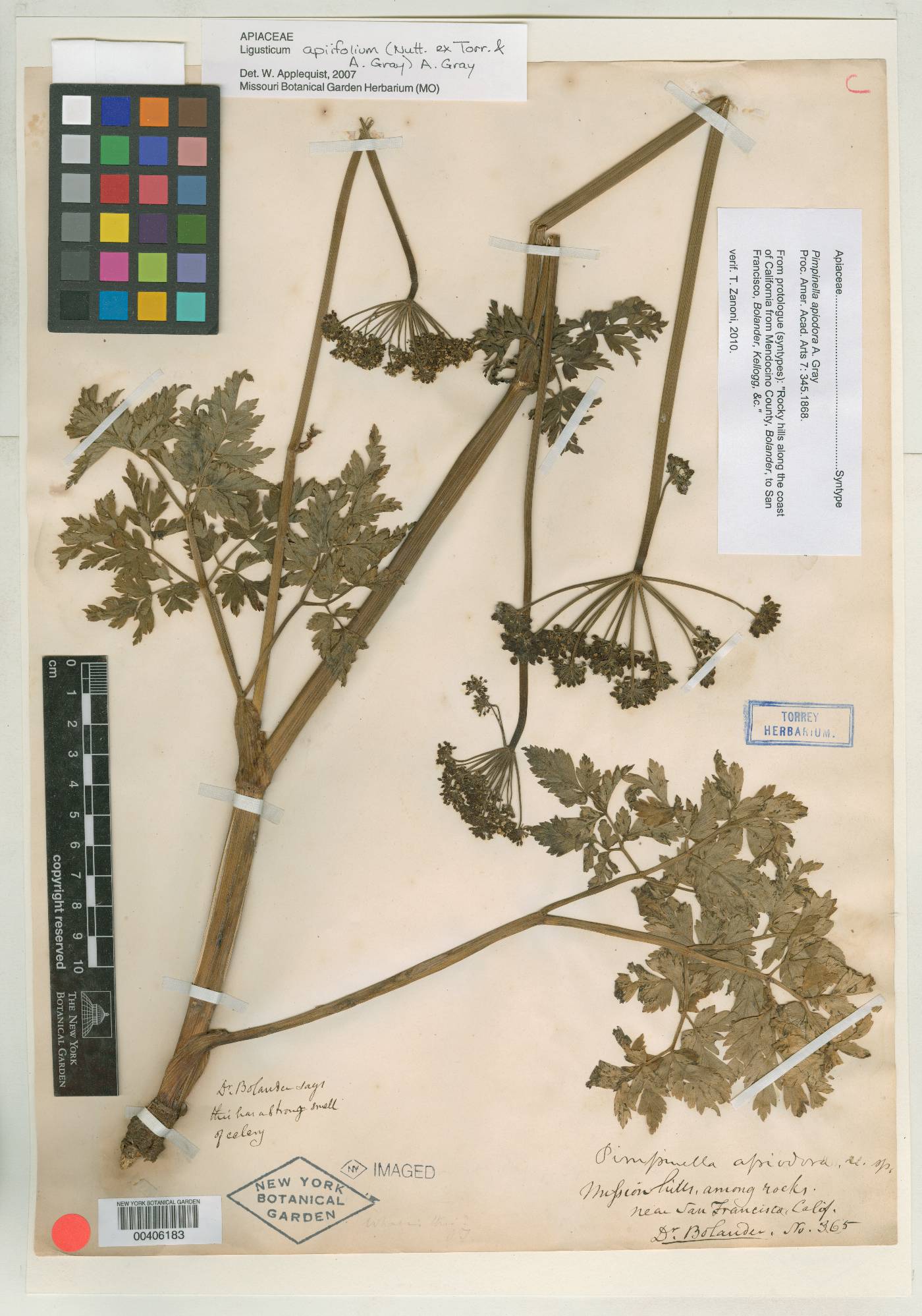 Pimpinella apiodora image