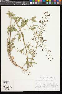 Scrophularia desertorum image