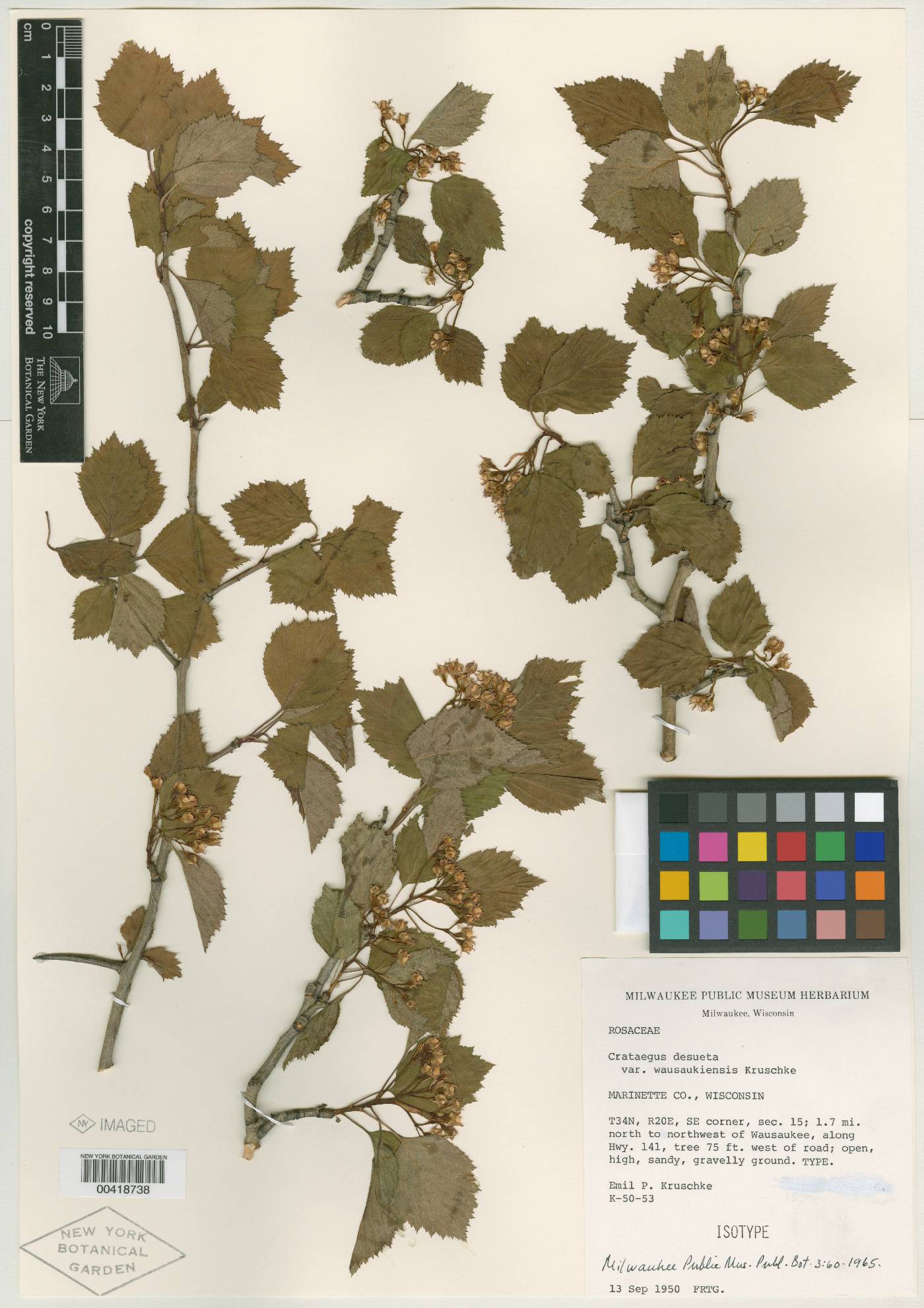 Crataegus desueta image