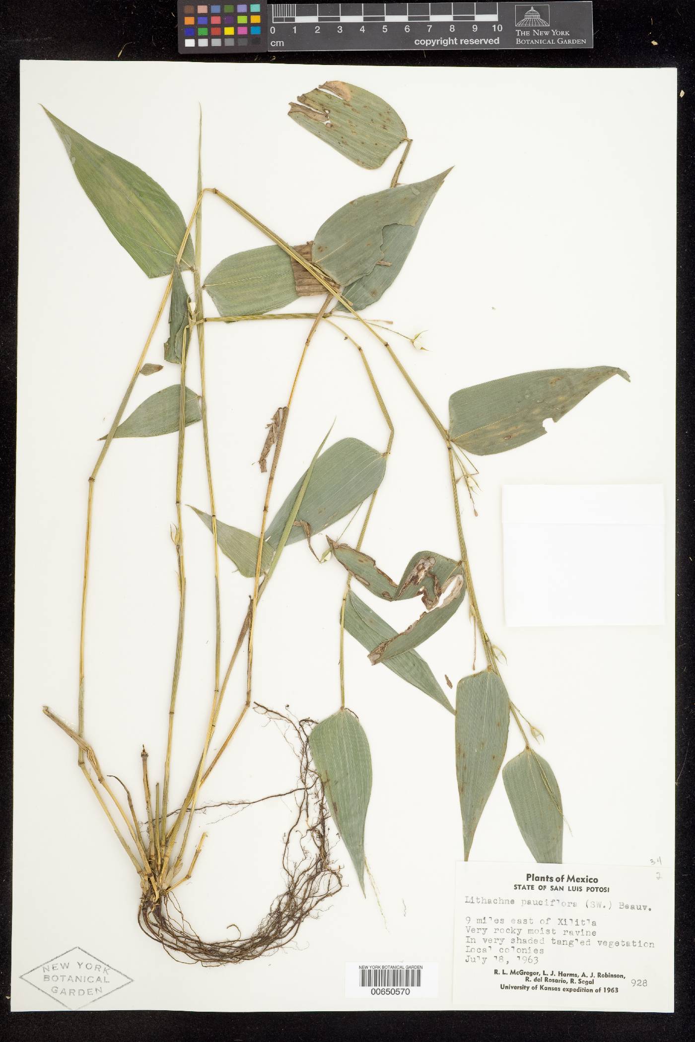Lithachne pauciflora image