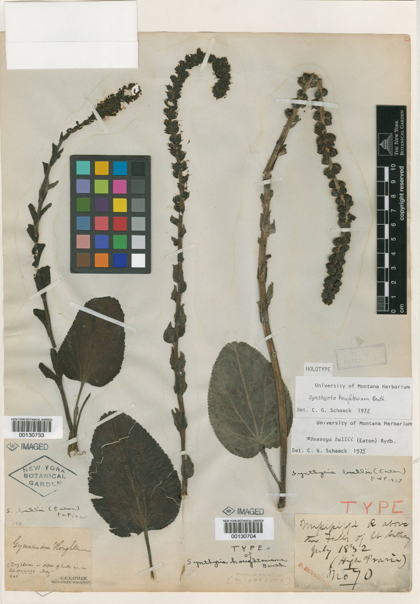 Wulfenia houghtoniana image