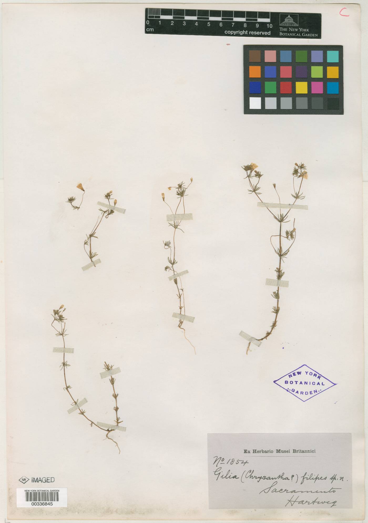 Gilia filipes image