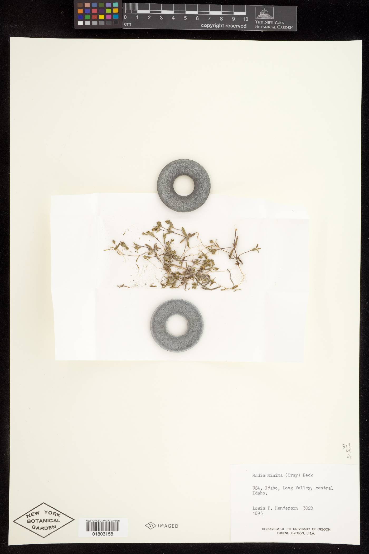 Madia minima image