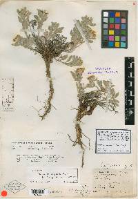 Chrysopsis alpicola image