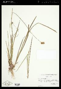 Juncus ensifolius var. montanus image