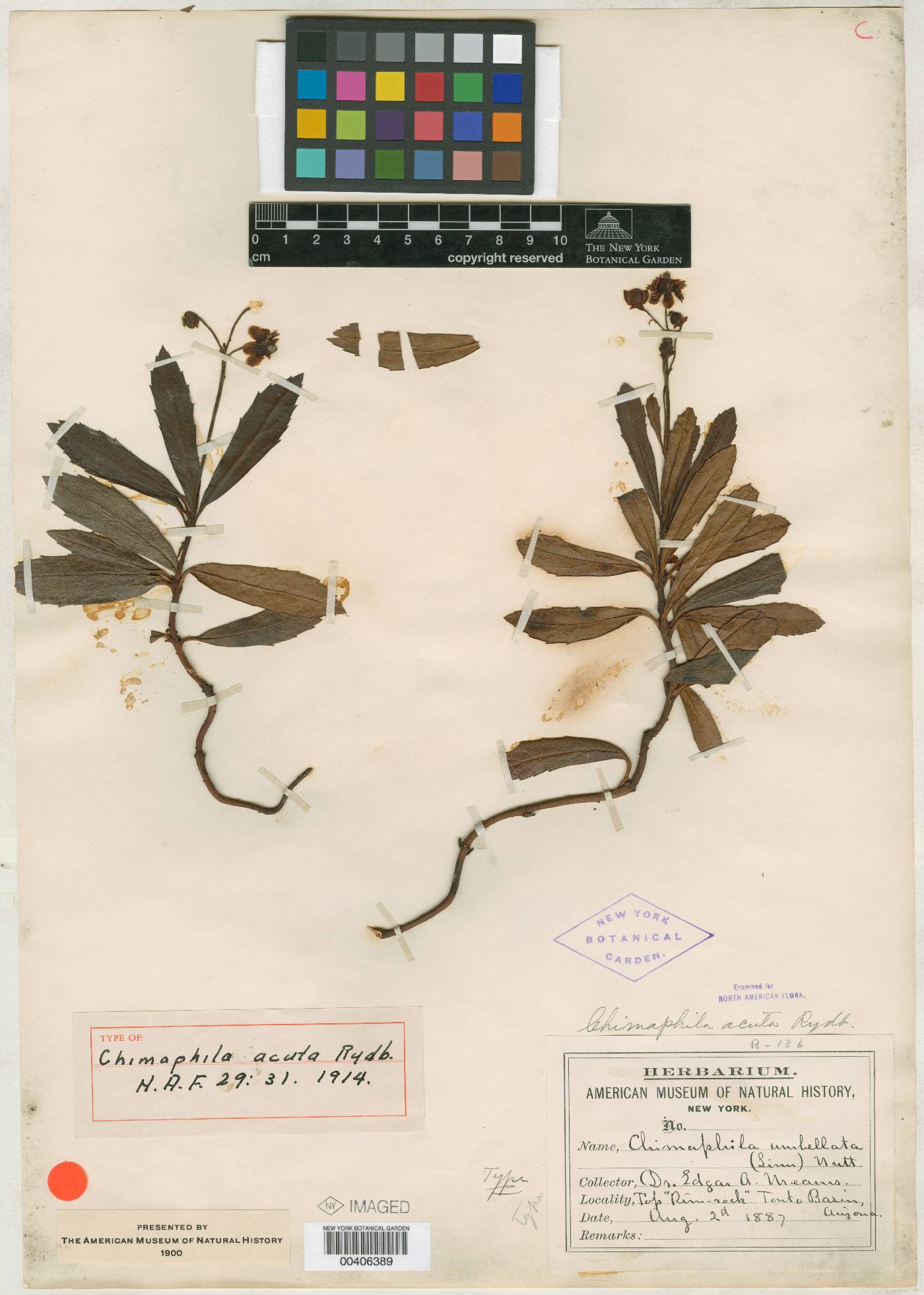 Chimaphila acuta image