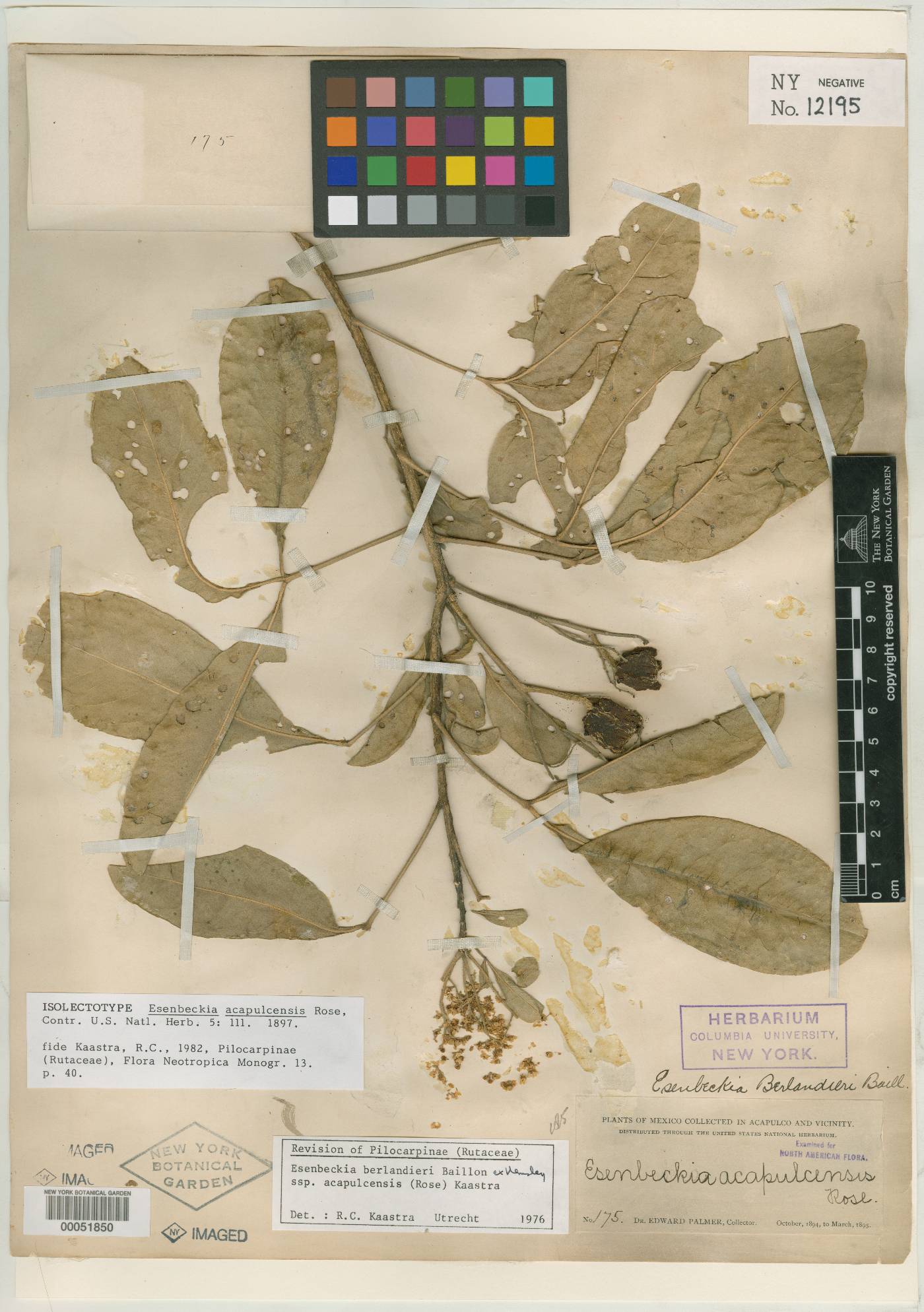 Esenbeckia berlandieri subsp. acapulcensis image