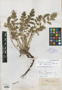 Phacelia madrensis image