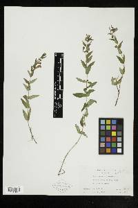 Scutellaria galericulata image