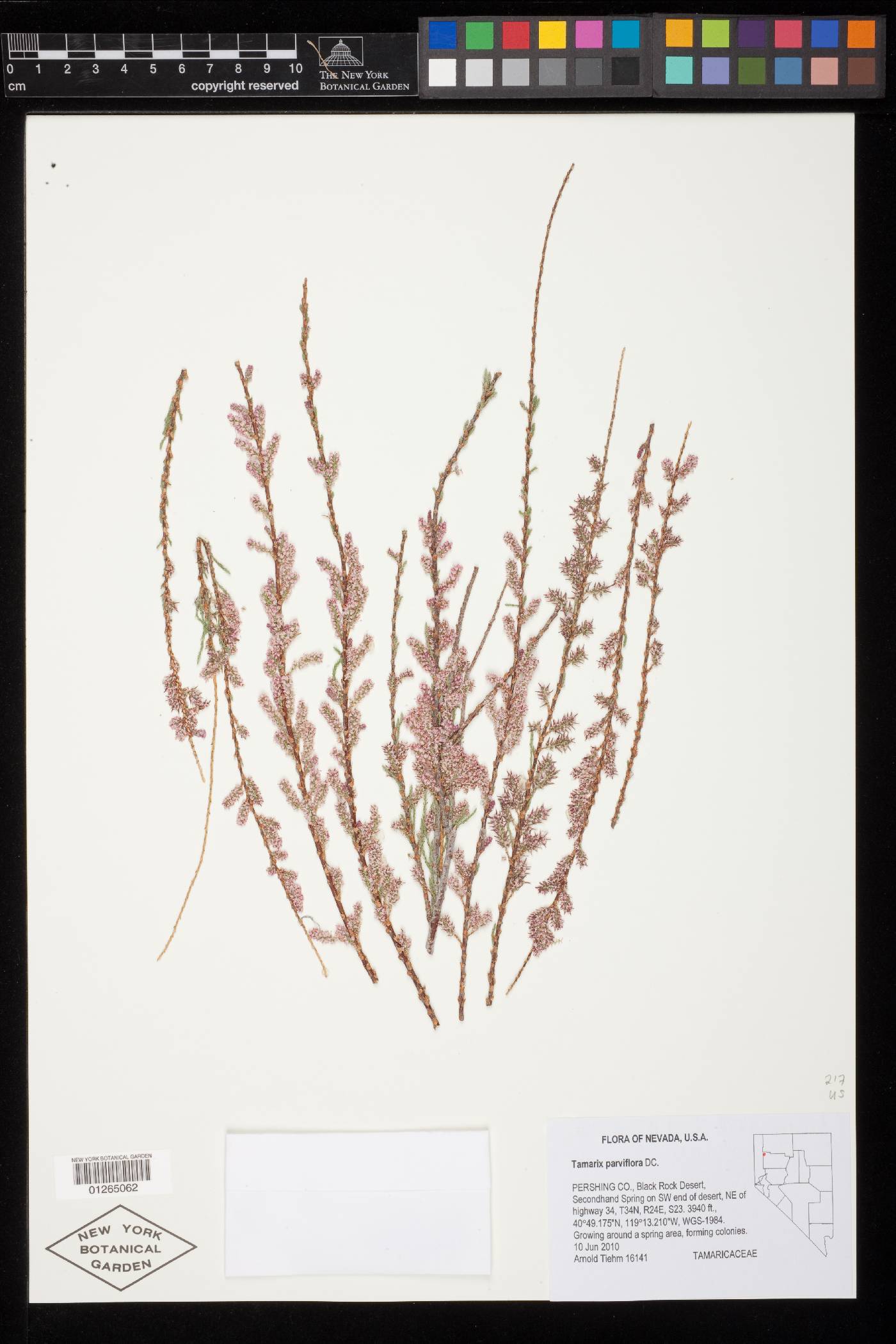 Tamarix parviflora image