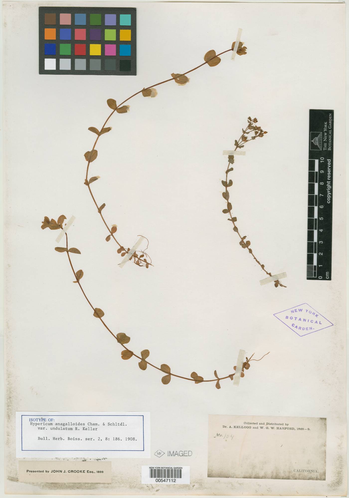 Hypericum anagalloides var. undulatum image