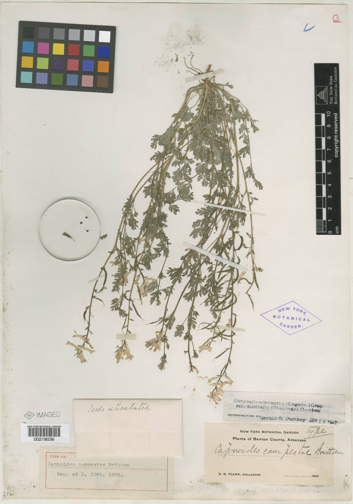 Capnoides campestre image
