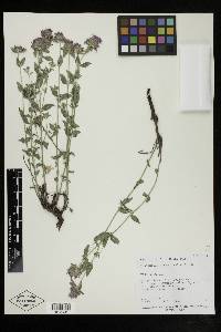 Monardella odoratissima var. odoratissima image