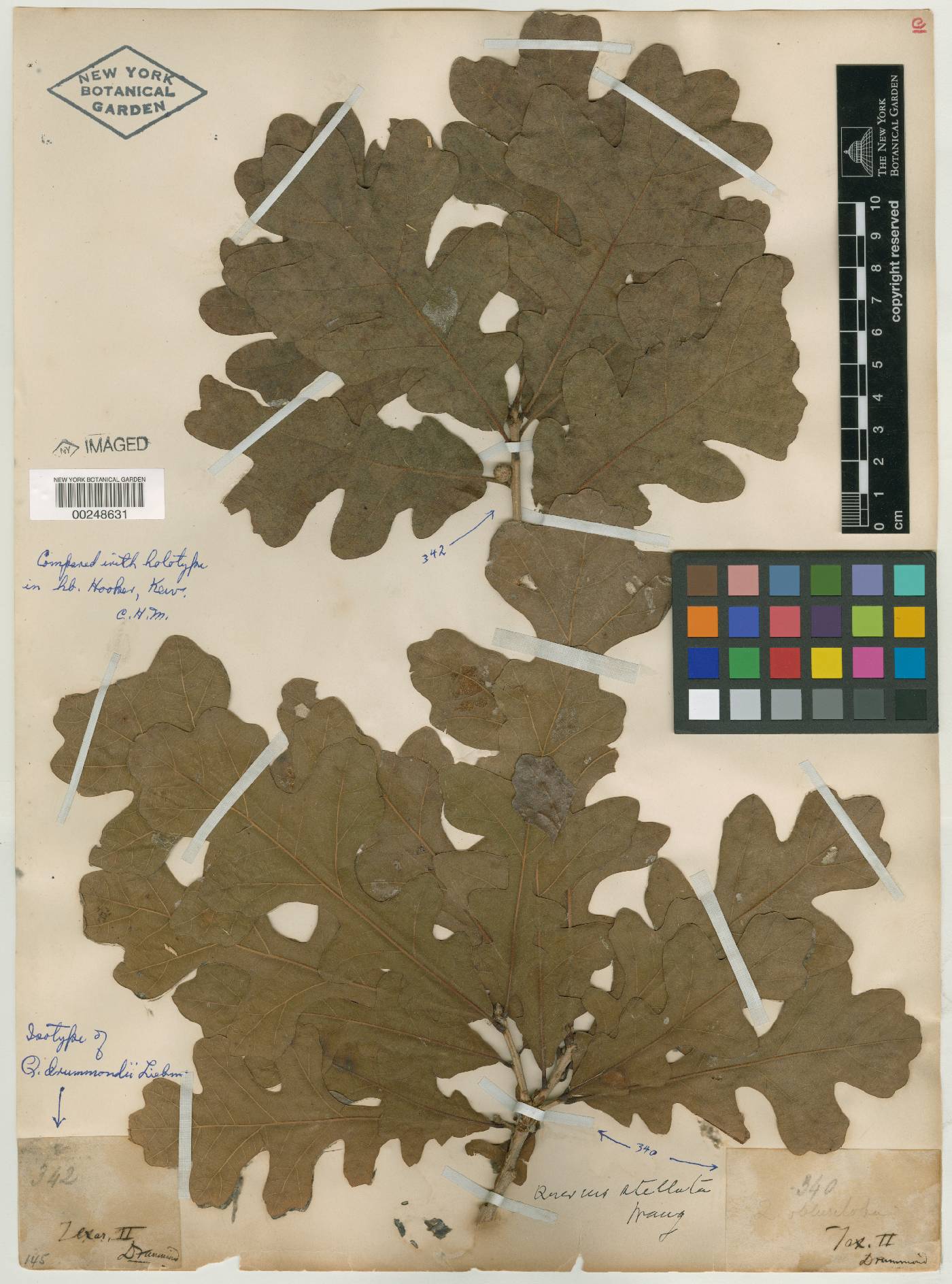 Quercus drummondii image