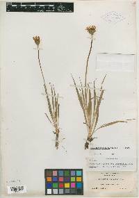 Scorzonella paludosa image