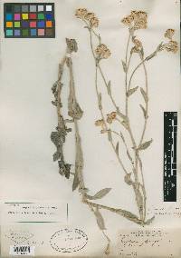 Gnaphalium ustulatum image