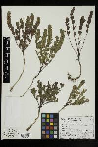 Scutellaria holmgreniorum image