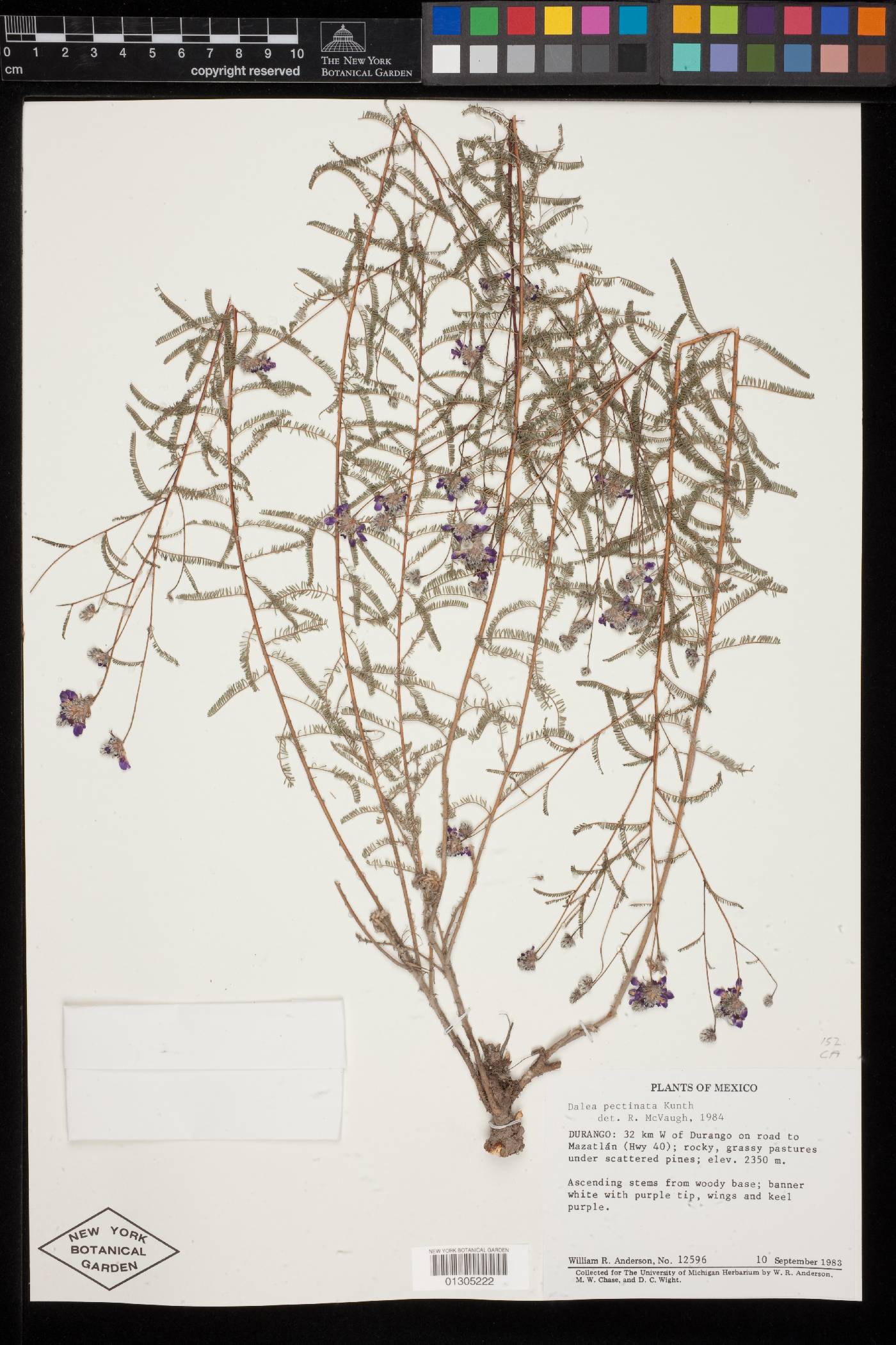 Dalea pectinata image