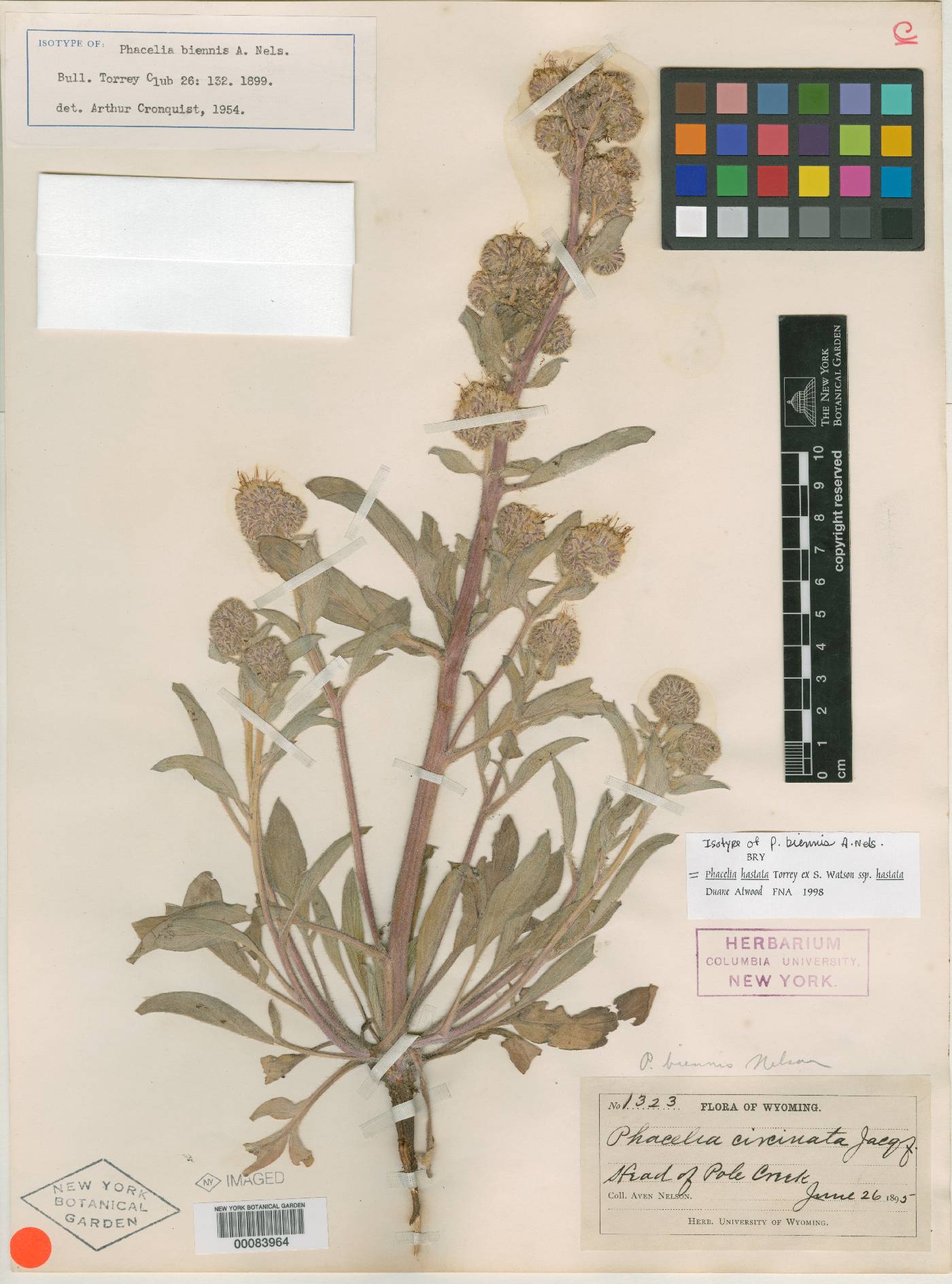 Phacelia sericea var. biennis image