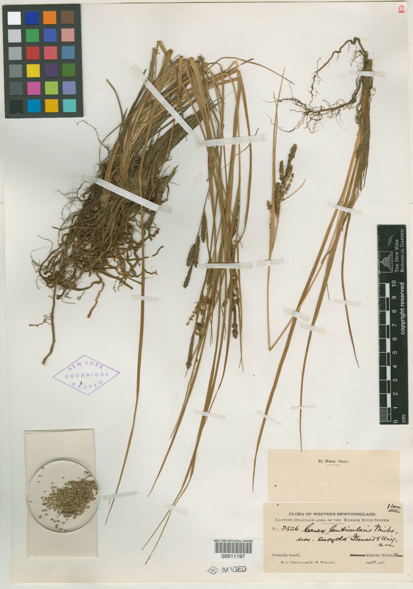 Carex lenticularis var. eucycla image
