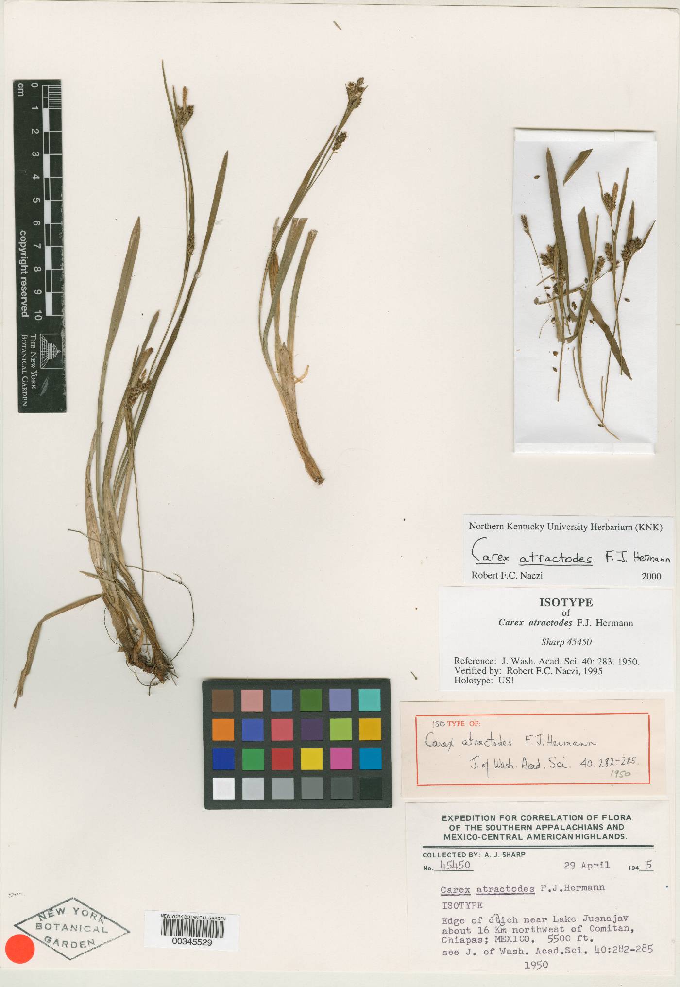 Carex atractodes image