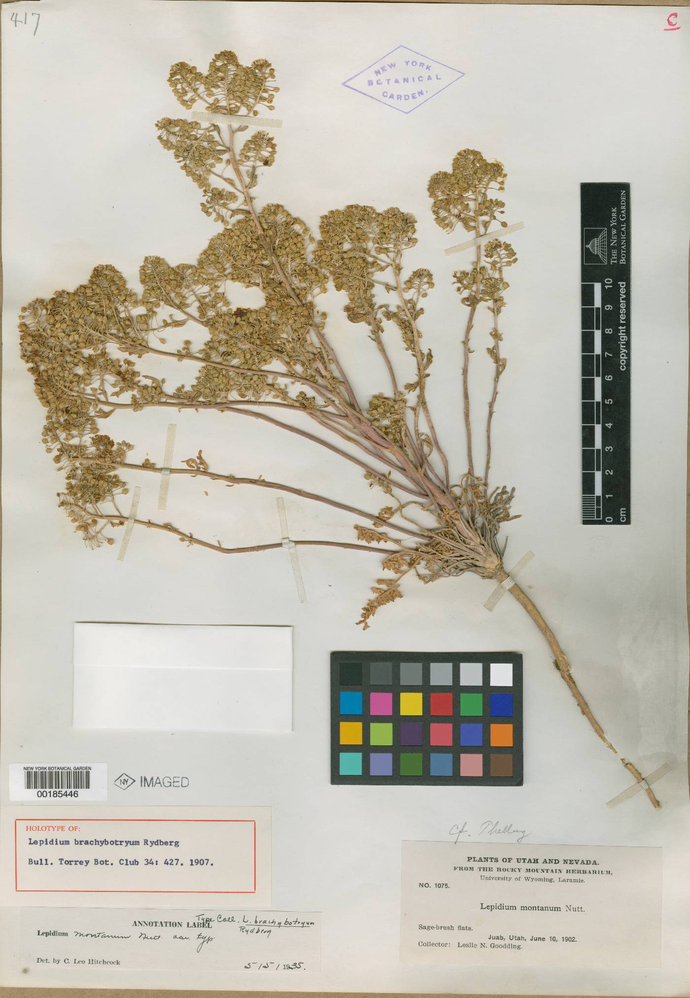 Lepidium brachybotryum image