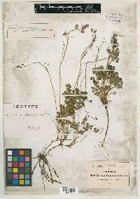 Thalictrum pachucense image