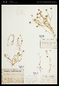 Blennosperma californicum image