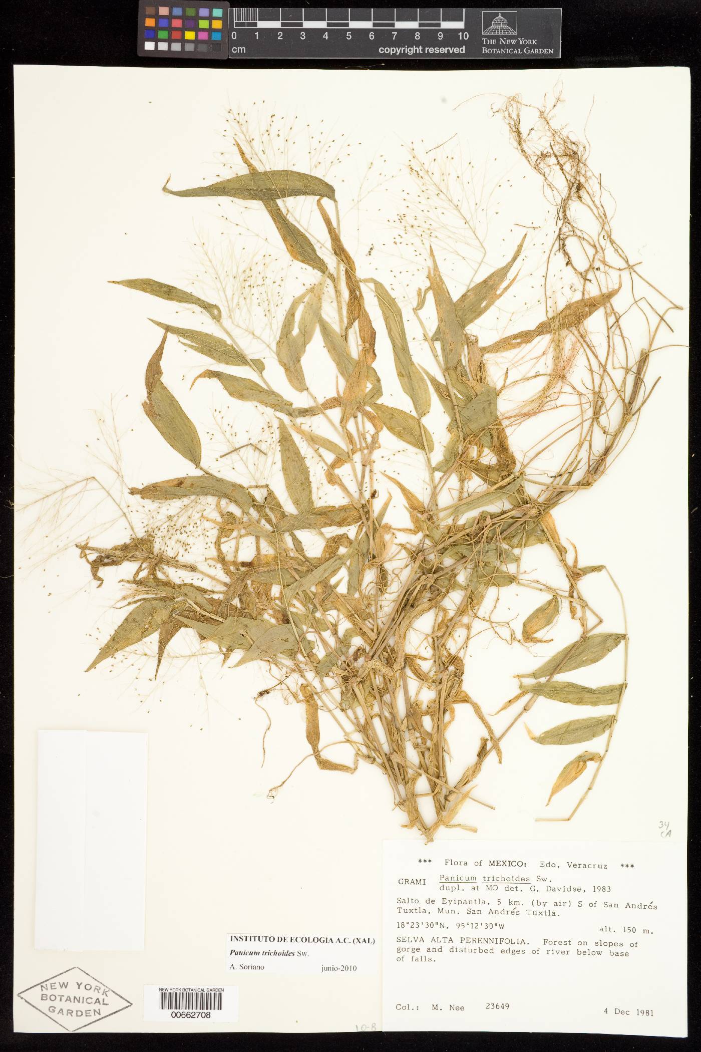 Panicum trichoides image